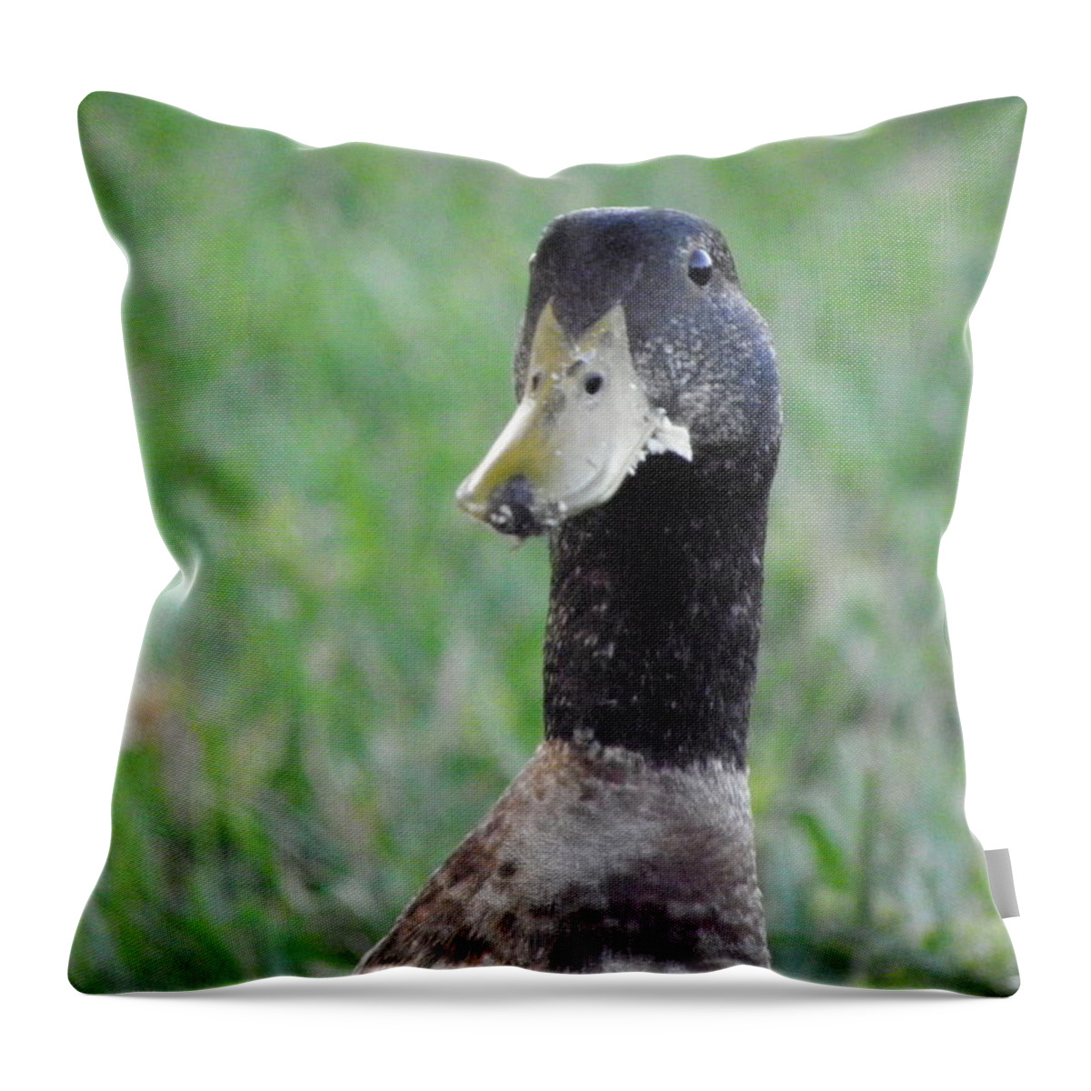 Duck Throw Pillow featuring the photograph Oh no by Kim Galluzzo