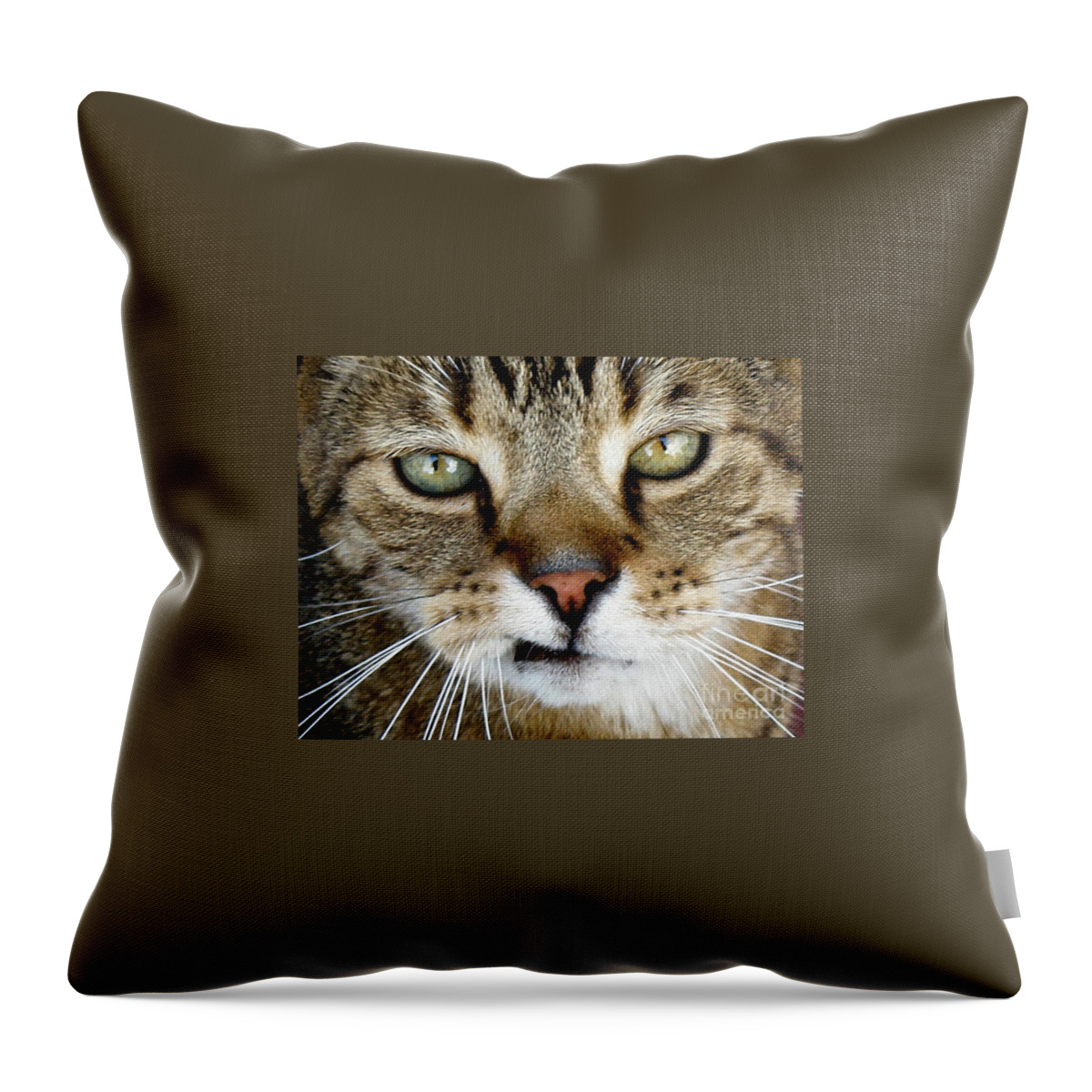 Cat Throw Pillow featuring the photograph Oliver the Cat by Lainie Wrightson