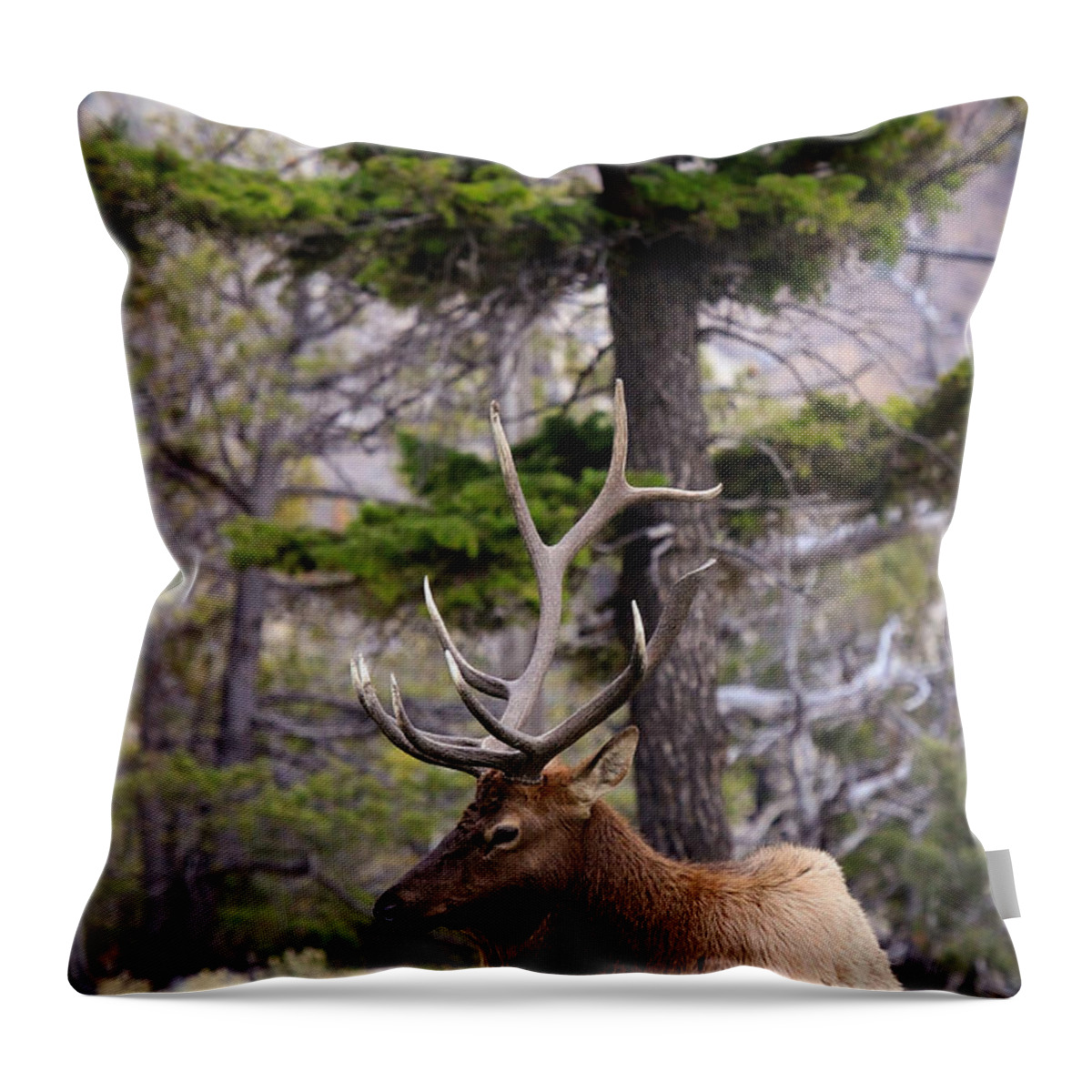Bull Elk Throw Pillow featuring the photograph On The Grass by Steve McKinzie