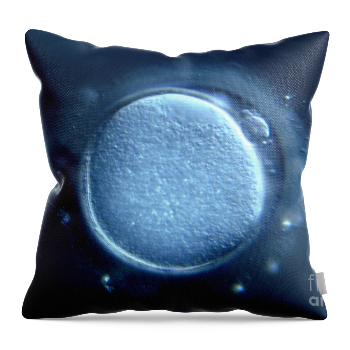 Light Microscopy Throw Pillow featuring the photograph Oocyte by M. I. Walker