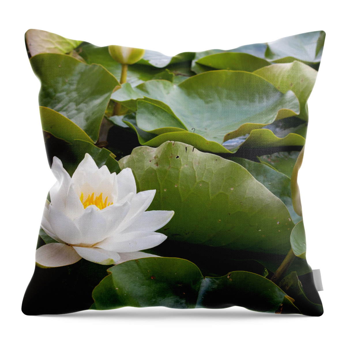 Asian Throw Pillow featuring the photograph Open and Closed Water Lily by Semmick Photo