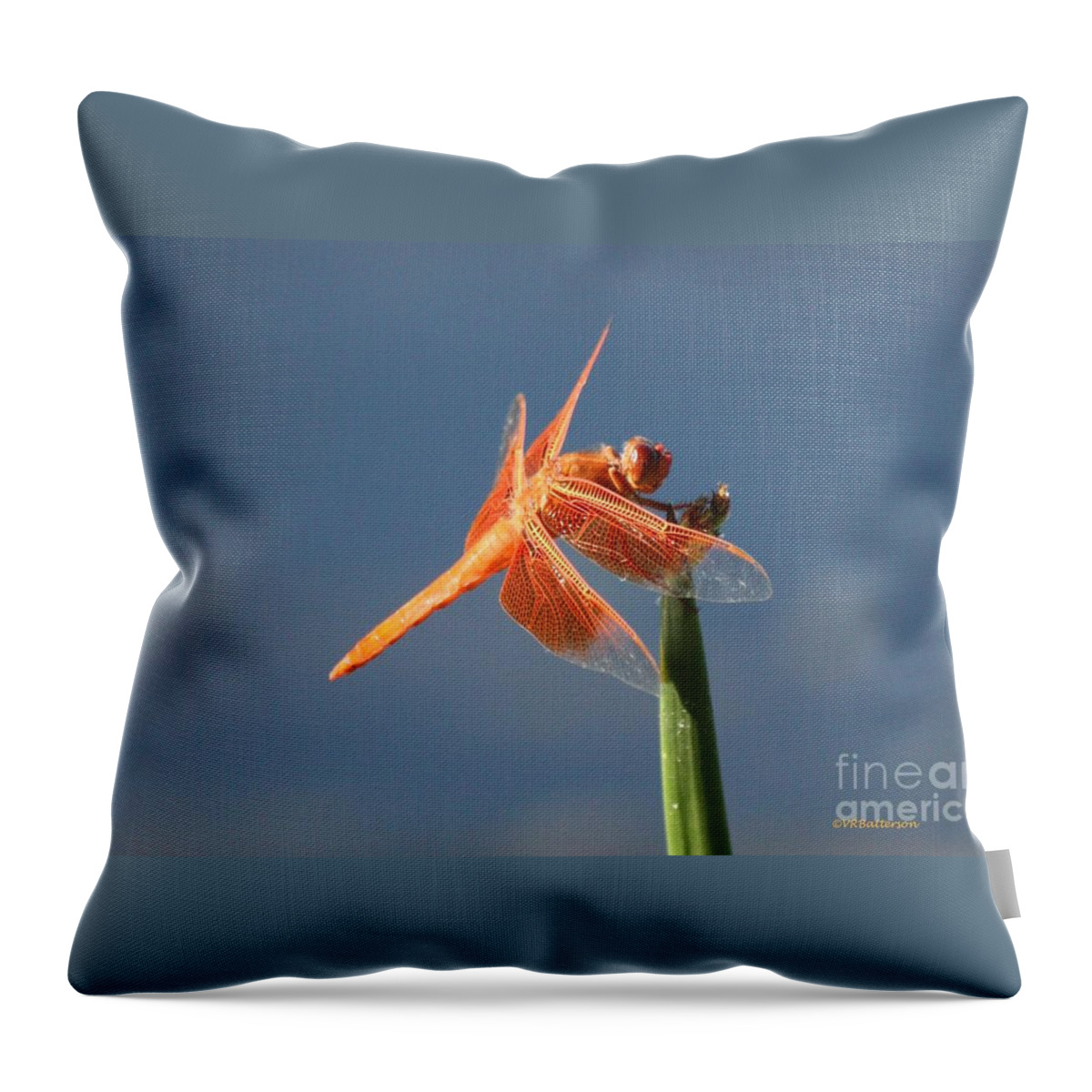 Dragonfly Throw Pillow featuring the photograph Orange Dragonfly on Blue by Veronica Batterson