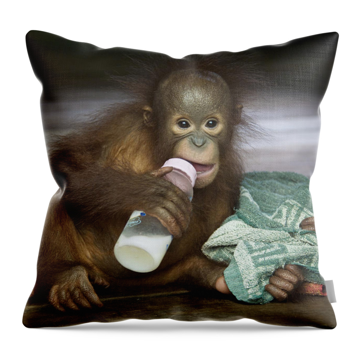 00498062 Throw Pillow featuring the photograph Orangutan Yr Old Infant Bottle Feeding by Suzi Eszterhas