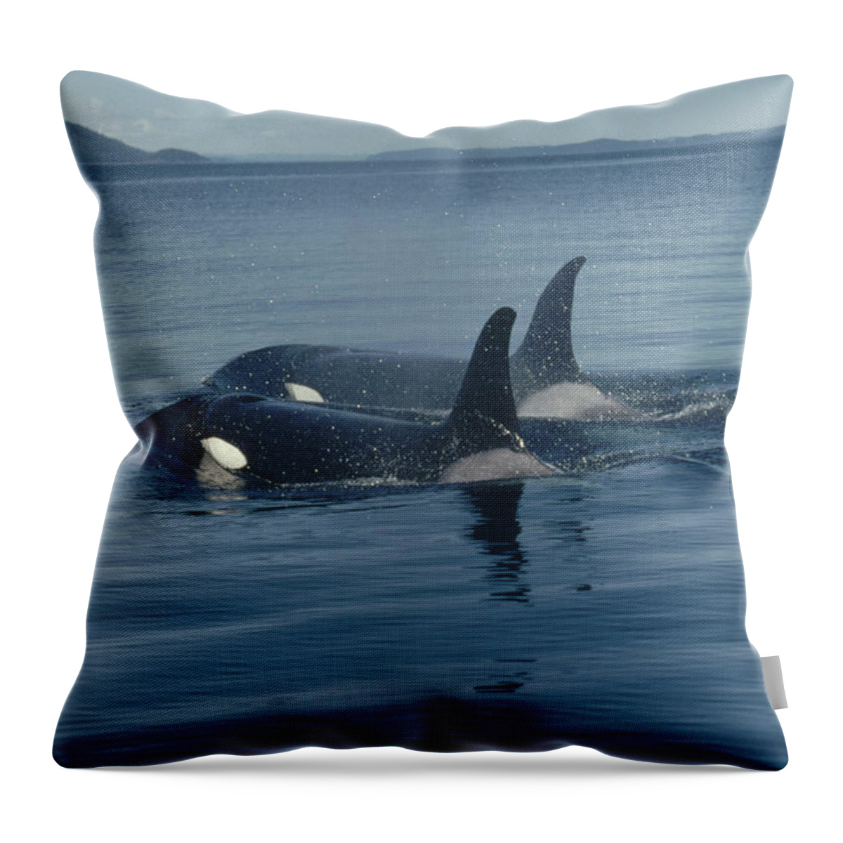 00079374 Throw Pillow featuring the photograph Orca Pair Surfacing British Columbia by Flip Nicklin