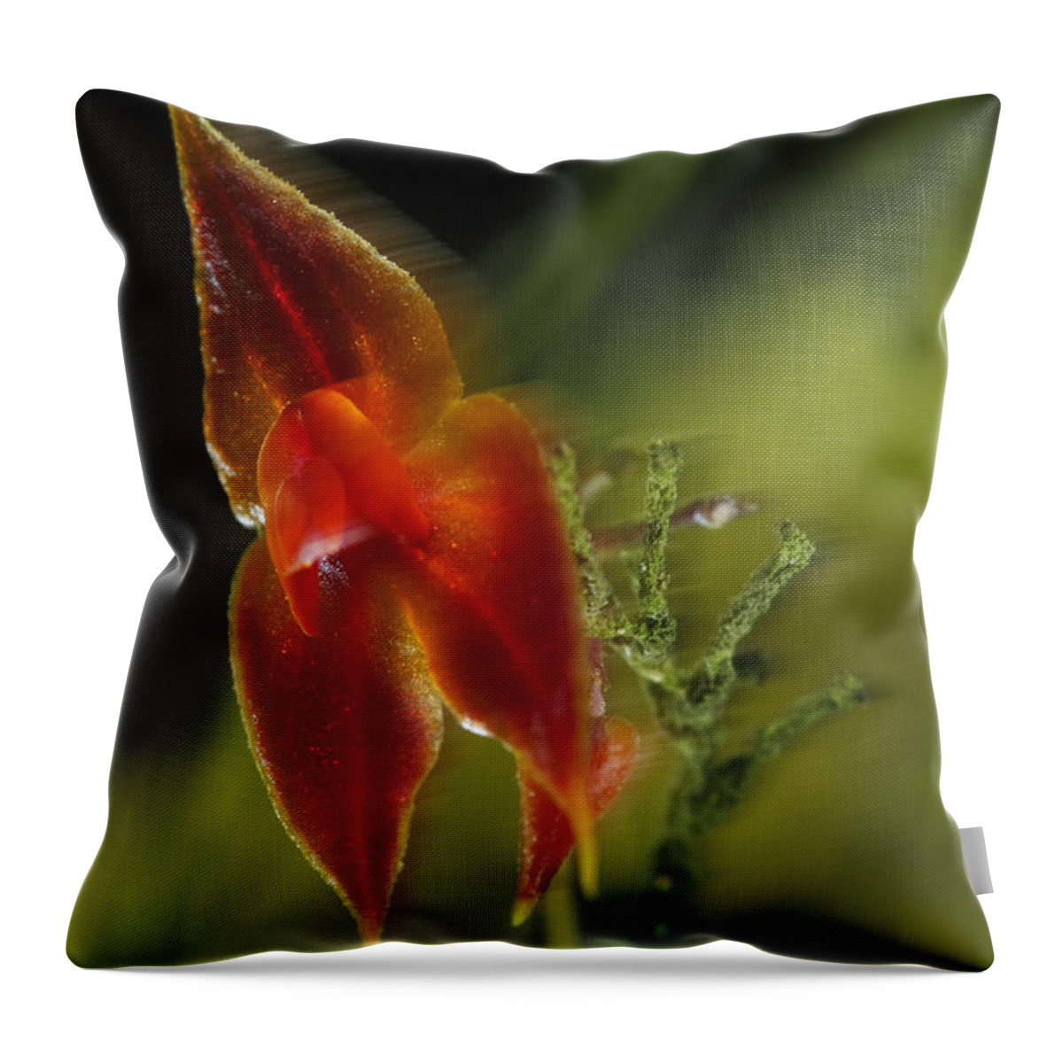 00462798 Throw Pillow featuring the photograph Orchid Panama by Christian Ziegler