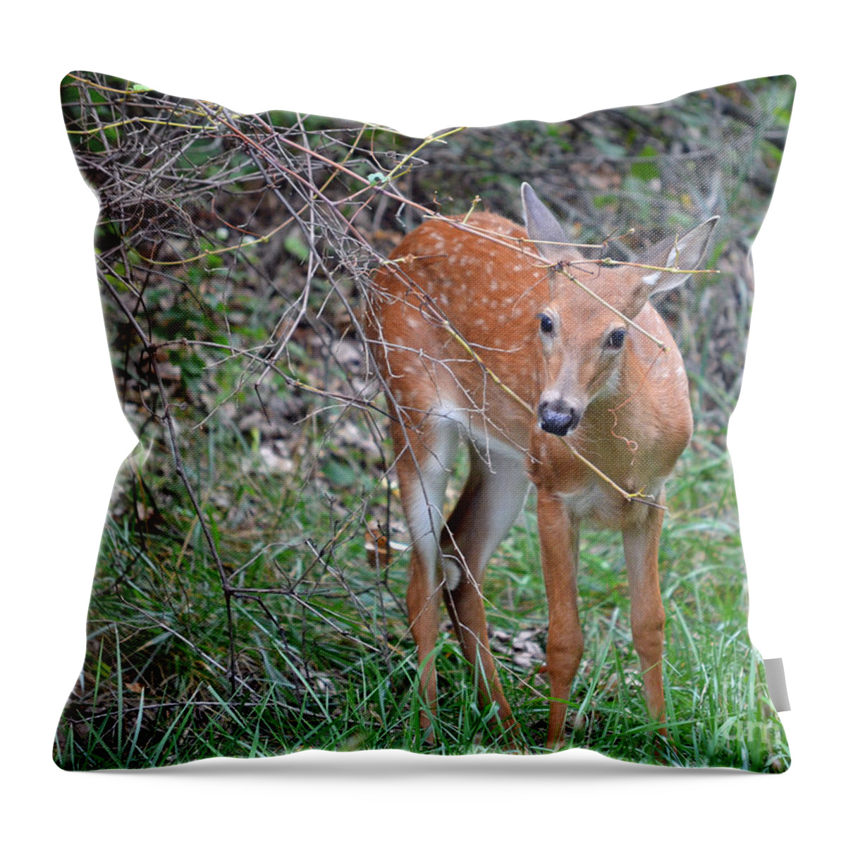 Color Photography Throw Pillow featuring the photograph Out Of The Woods by Sue Stefanowicz