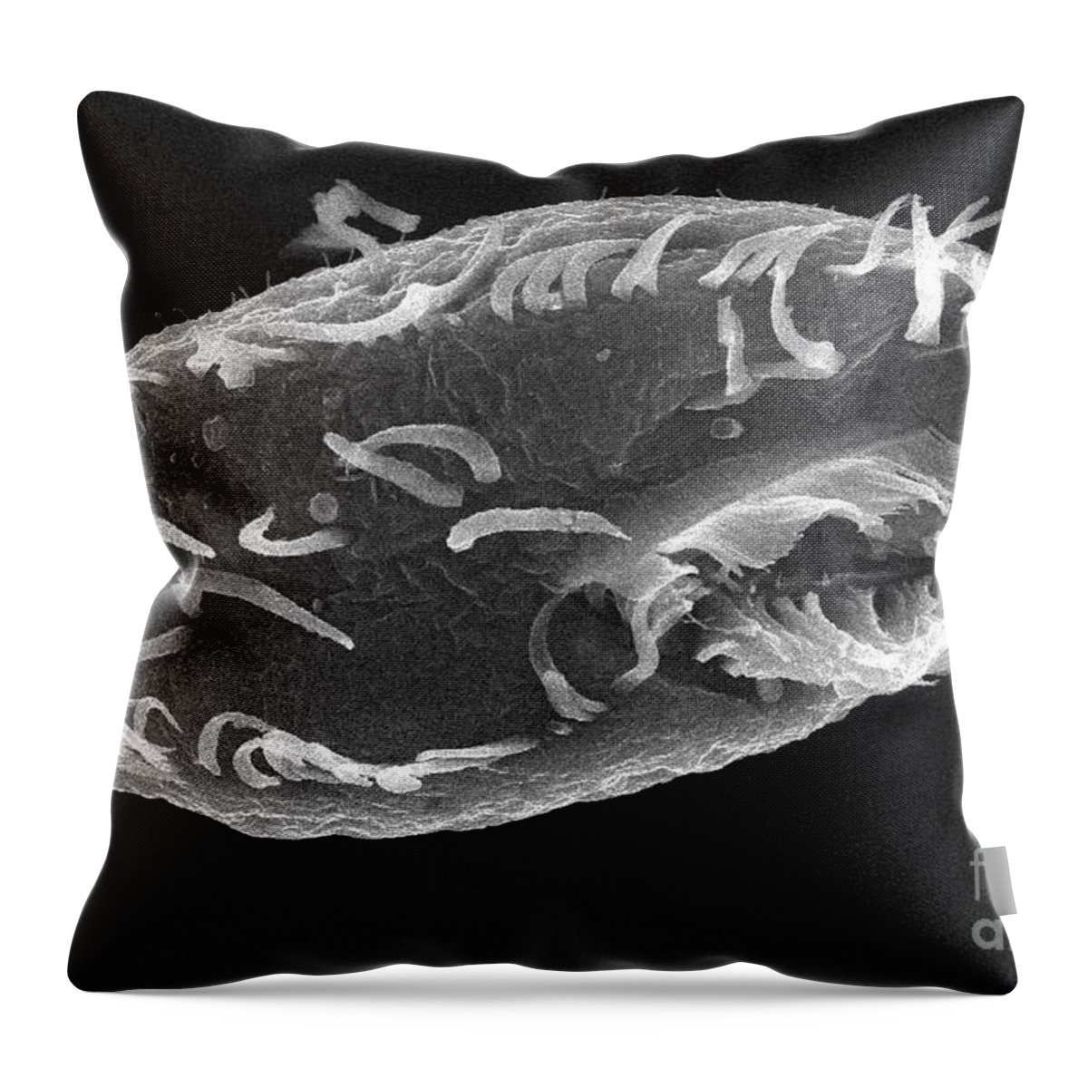 Oxytricha Trifallax Throw Pillow featuring the photograph Oxytricha Trifallax by Science Source
