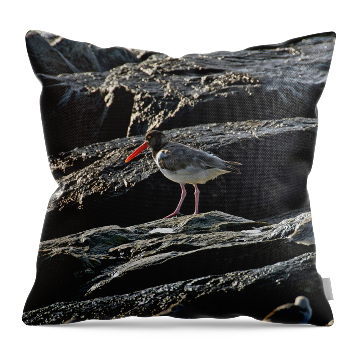 Oyster Catcher Throw Pillow featuring the photograph Oyster on the Rocks by S Paul Sahm