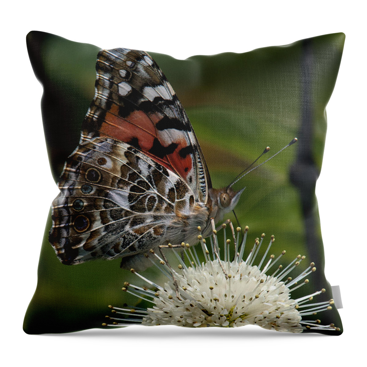 Study Throw Pillow featuring the photograph Painted Lady Butterfly DIN049 by Gerry Gantt