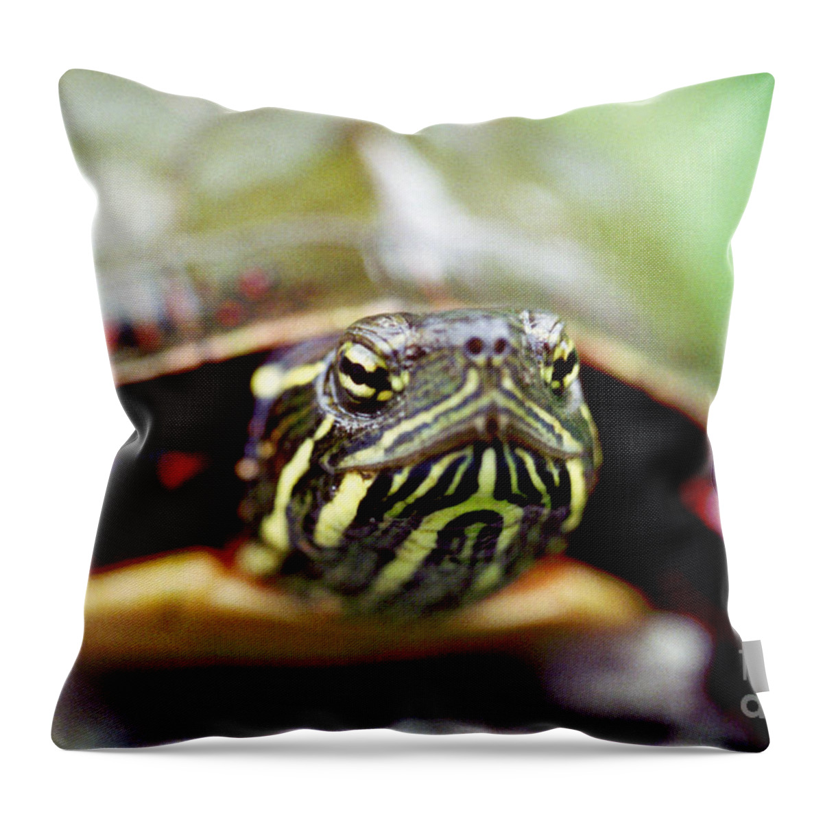 Animal Throw Pillow featuring the photograph Painted Turtle by Ted Kinsman