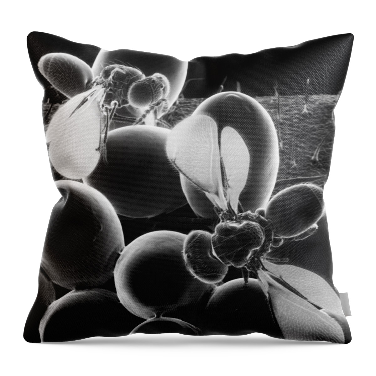 Eulophid Wasp Throw Pillow featuring the photograph Parasitic Wasps by Science Source