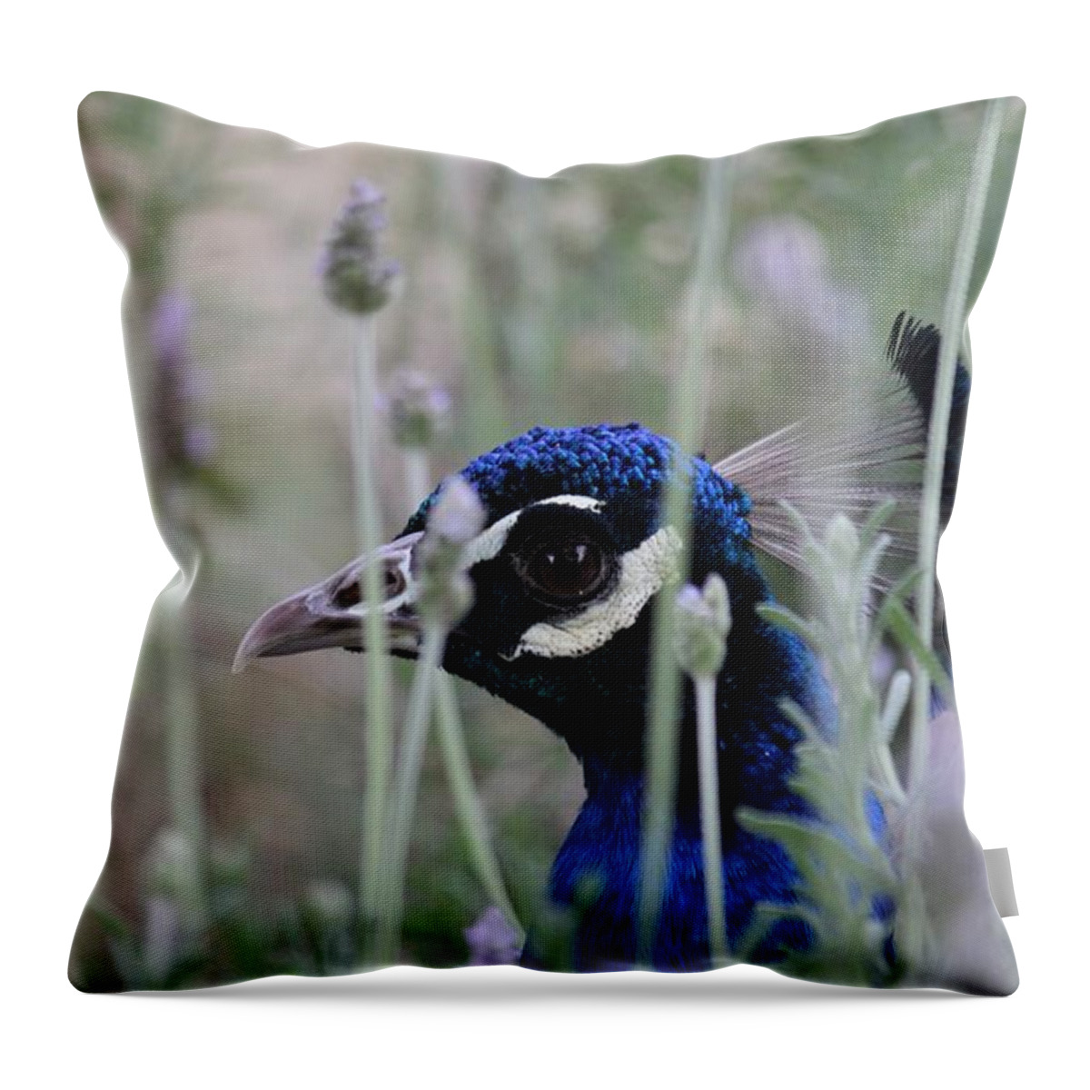  Peafowl Throw Pillow featuring the photograph Peacock a boo by Amy Gallagher