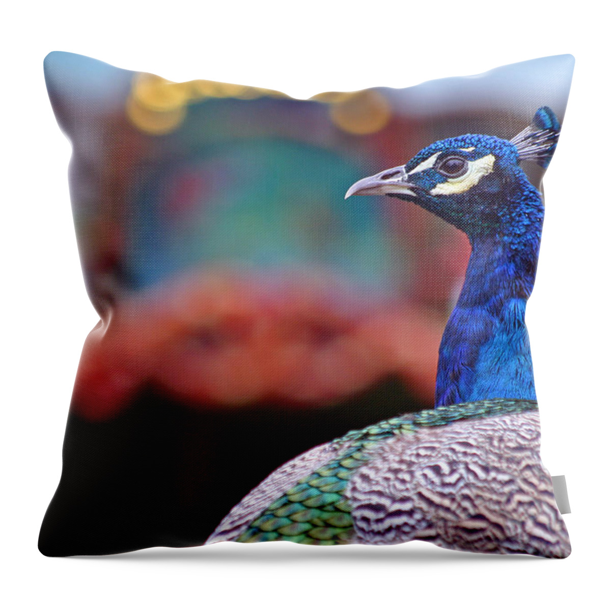 Zoo Throw Pillow featuring the photograph Peacock and Carousel by David Rucker