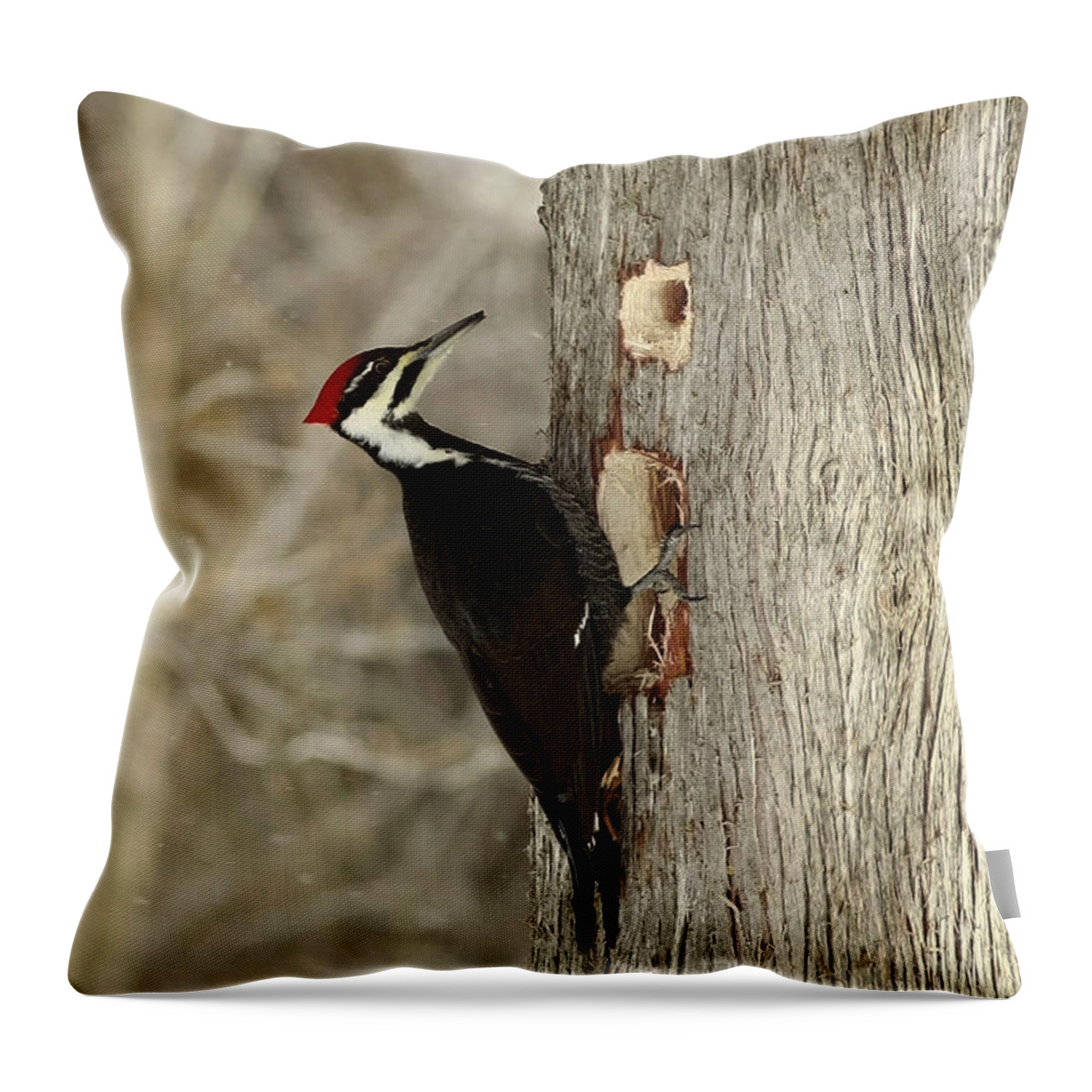 Cedar Tree Throw Pillow featuring the photograph Pileated Woodpecker Excavating a Cedar Tree by Inspired Nature Photography Fine Art Photography