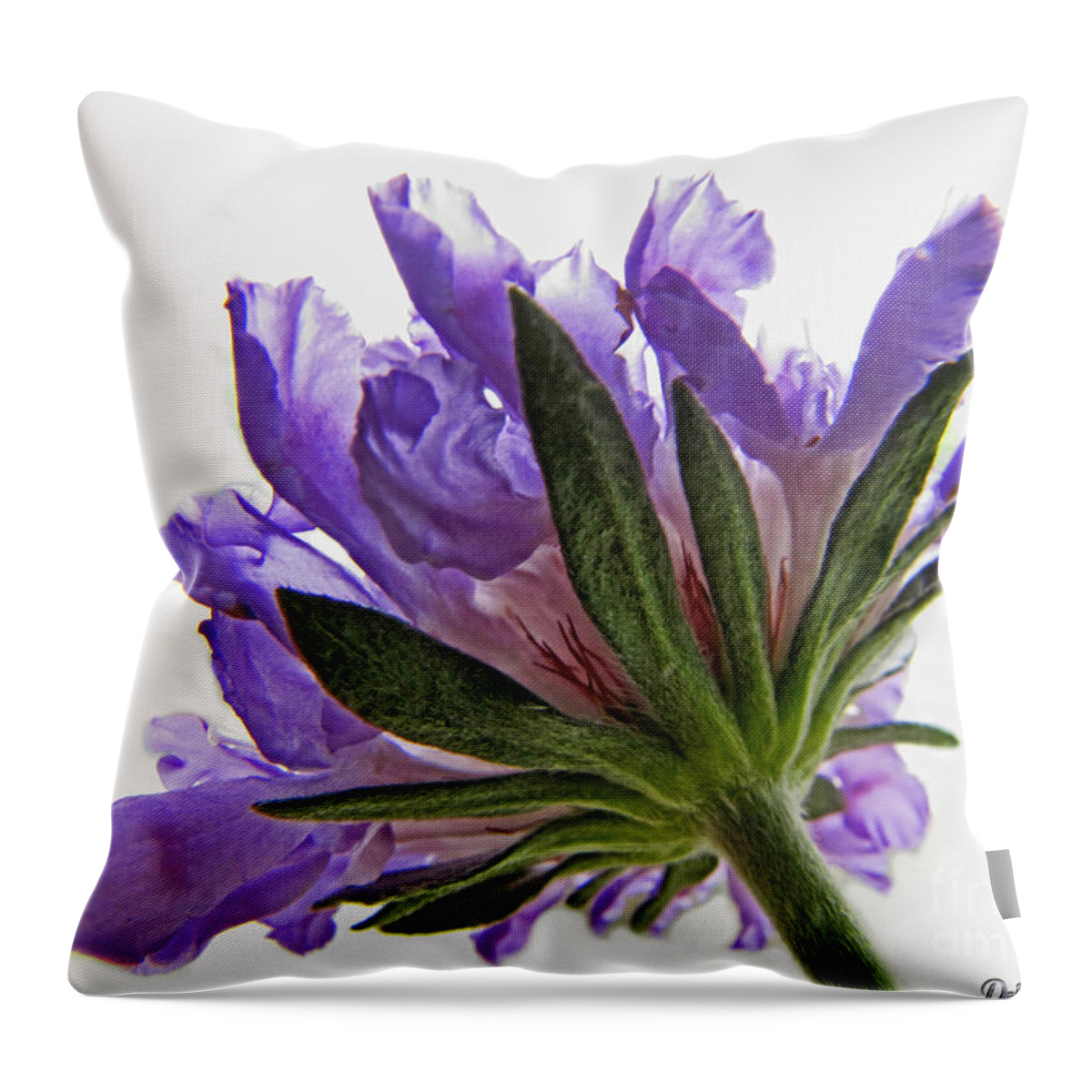 Nature Throw Pillow featuring the photograph Pinchushin in the sun by Debbie Portwood