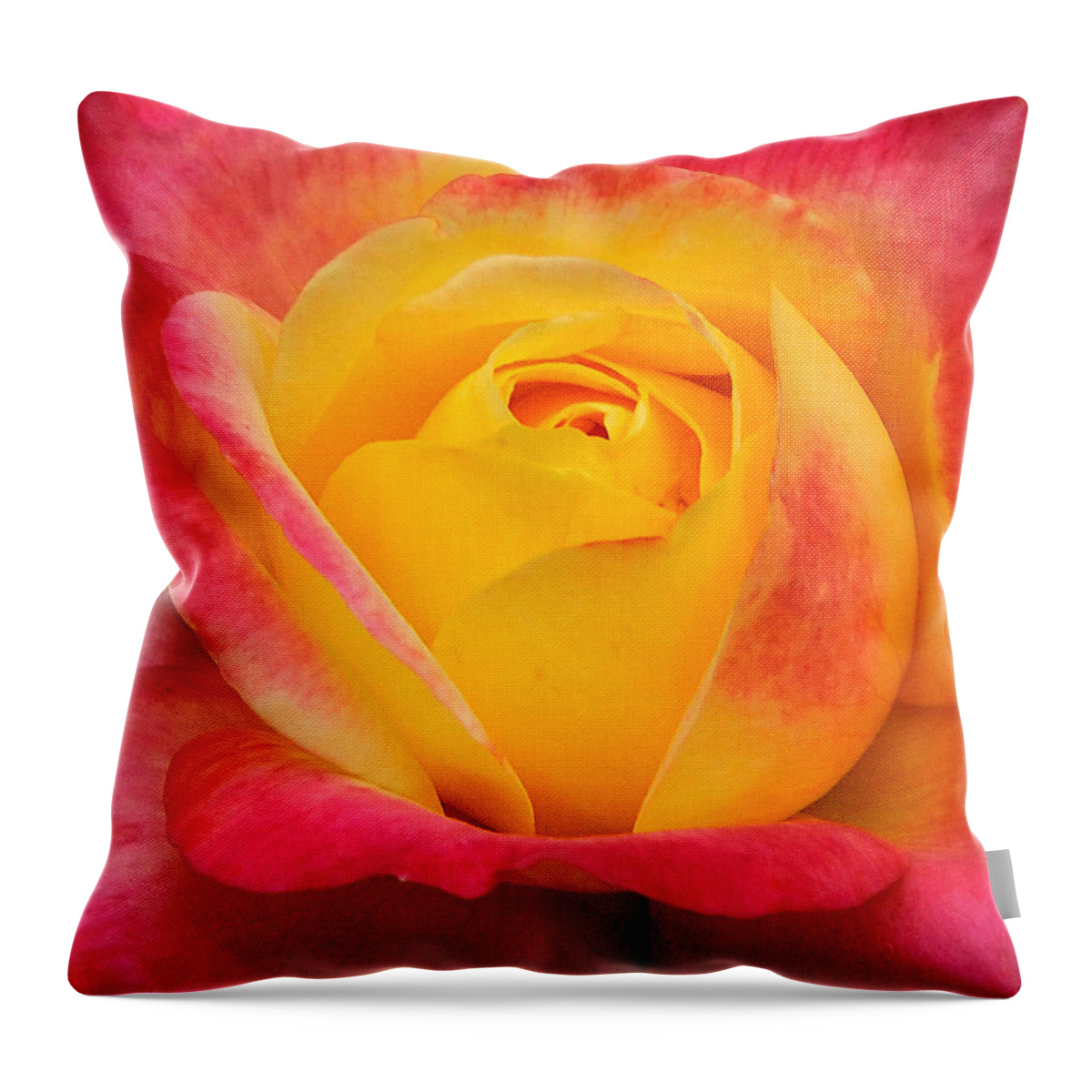Rose Throw Pillow featuring the photograph Pink and Yellow Rose 8 by Edward Sobuta