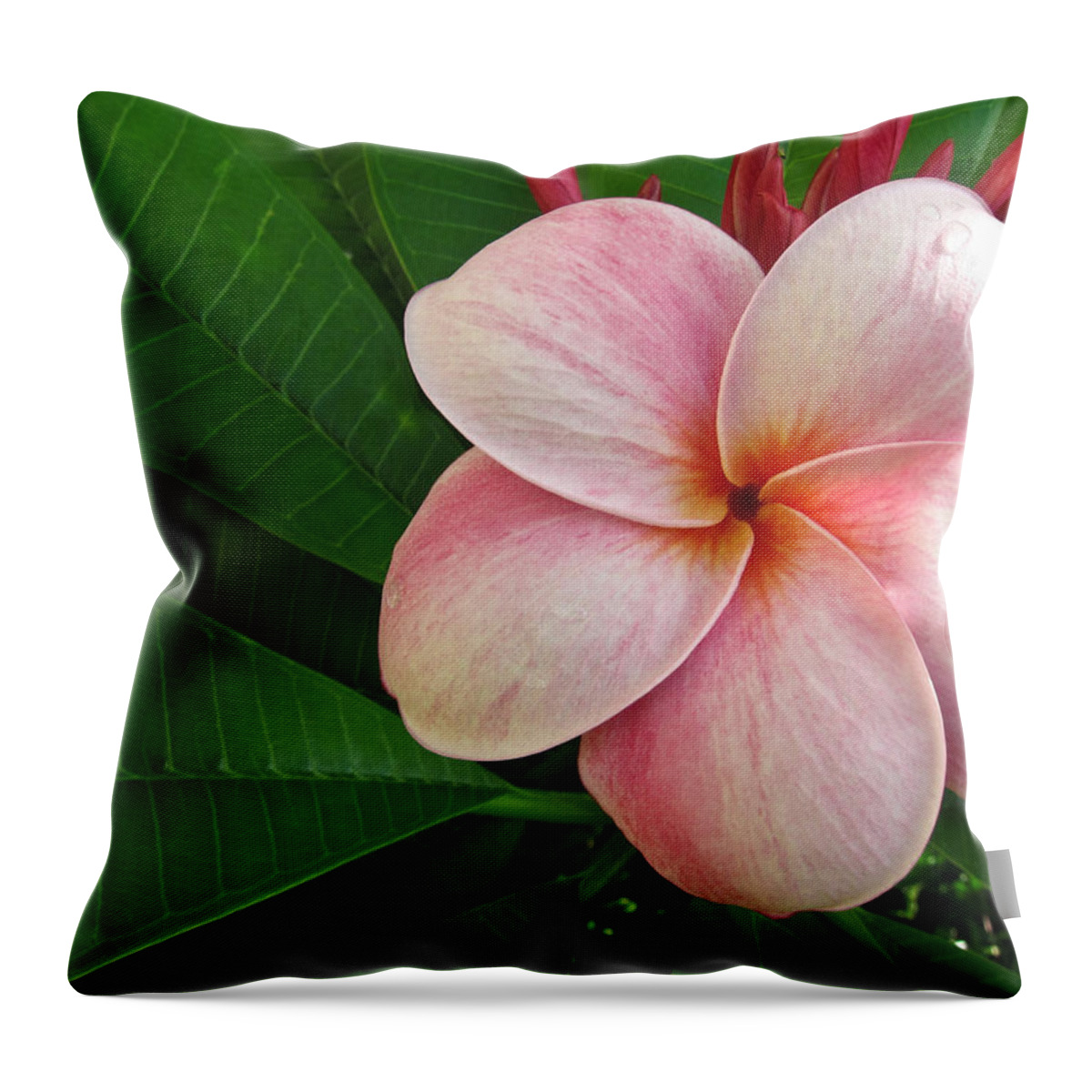 Plumeria Throw Pillow featuring the photograph Pink Plumeria by Shane Kelly