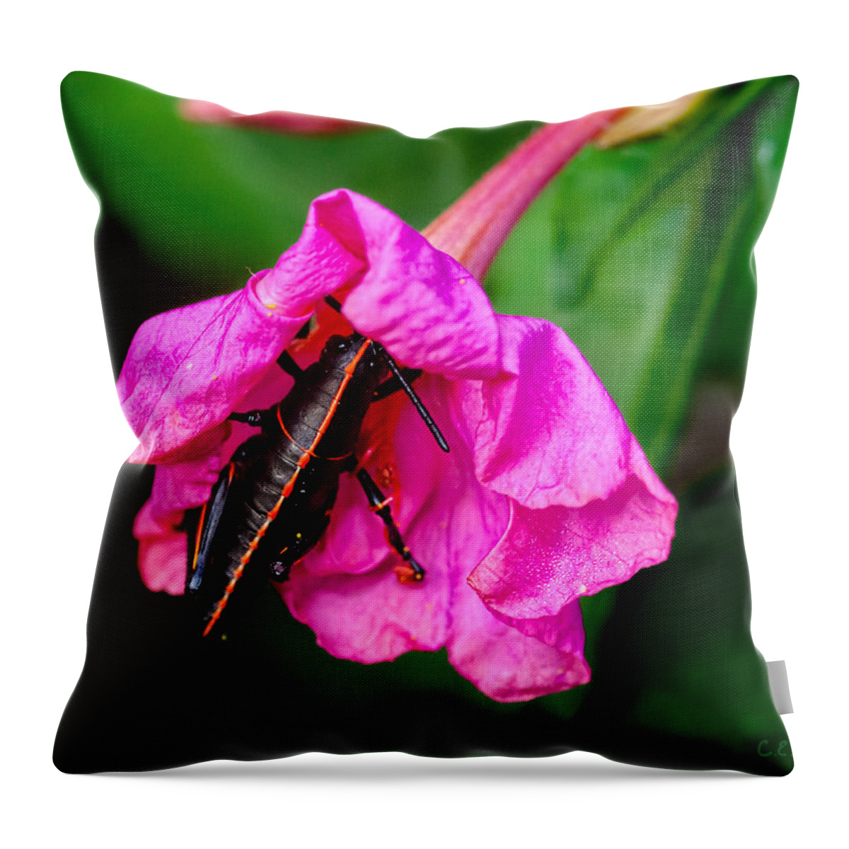 Grasshopper Throw Pillow featuring the photograph Pit Stop by Christopher Holmes