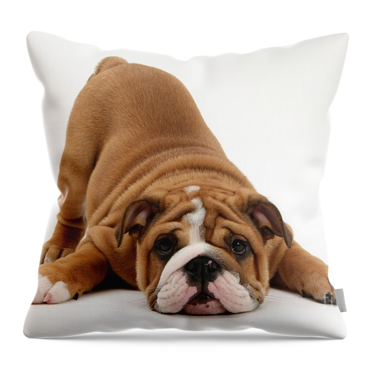 Dog Throw Pillow featuring the photograph Playful Bulldog Pup by Mark Taylor