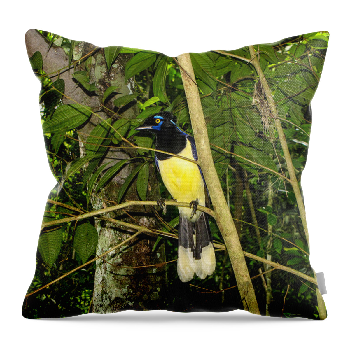 Plush-crested Throw Pillow featuring the photograph Plush-crested Jay by David Gleeson
