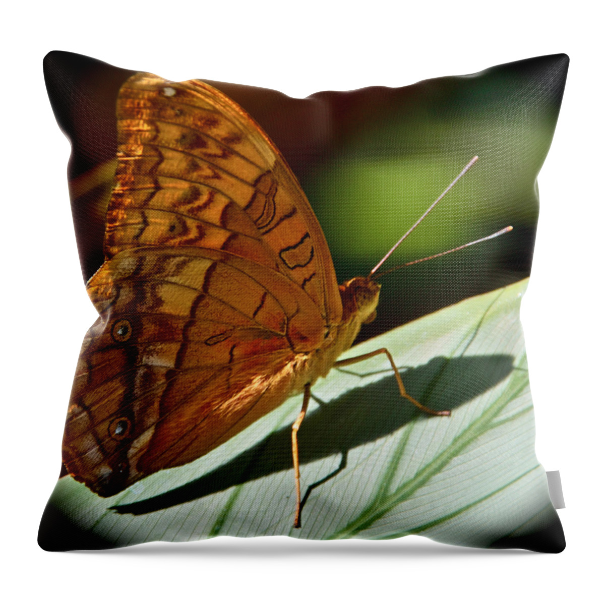 Butterfly Throw Pillow featuring the photograph Poised by Jocelyn Kahawai