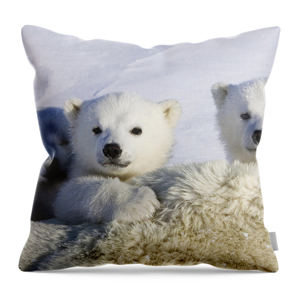 00761352 Throw Pillow featuring the photograph Polar Bear Cubs Peeking Over Mother by Suzi Eszterhas