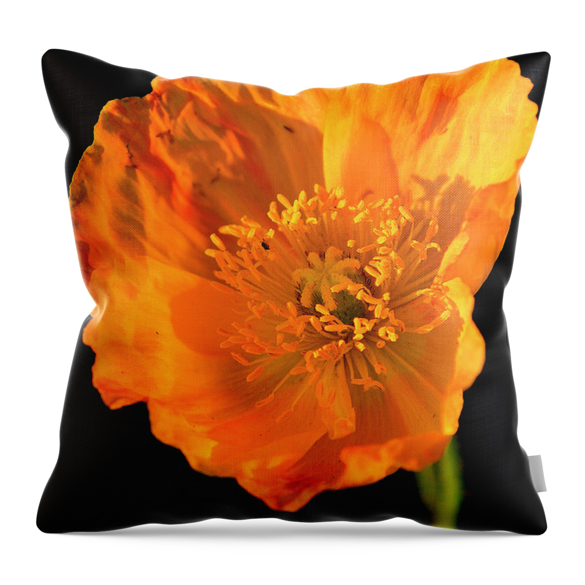 Flower Throw Pillow featuring the photograph Poppy by Bill Dodsworth