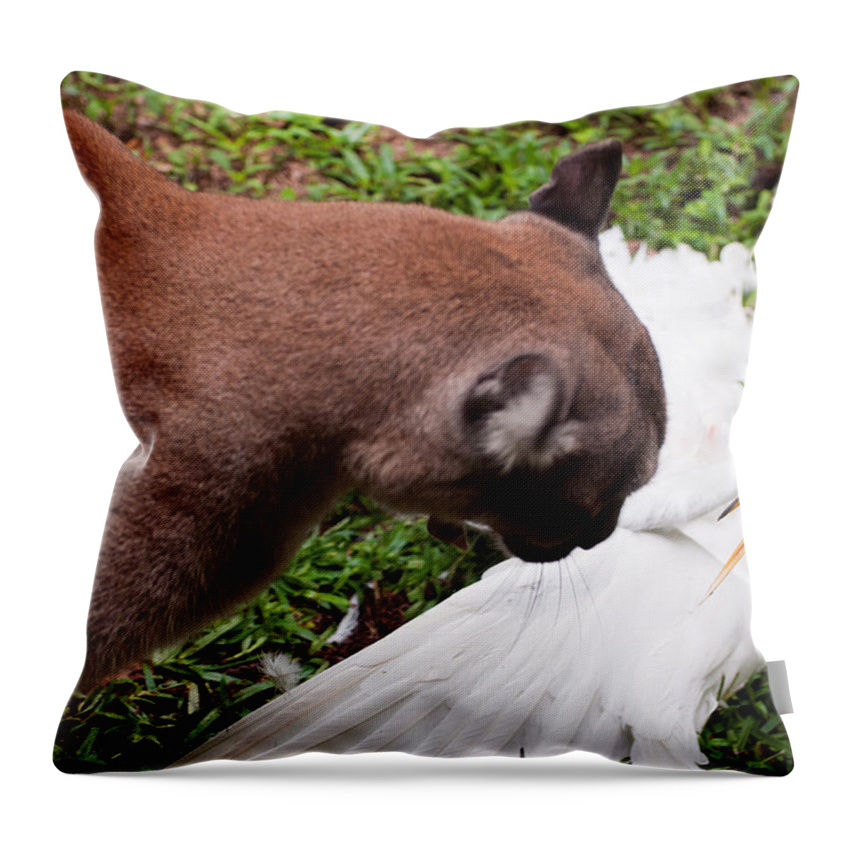 Cougar Throw Pillow featuring the photograph Predator and Prey by Donna Proctor