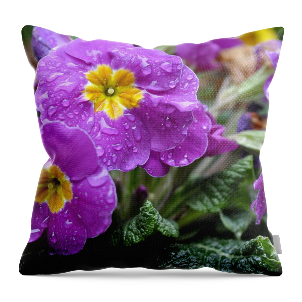 Primula Throw Pillow featuring the photograph Purple Rain by Rob Hemphill