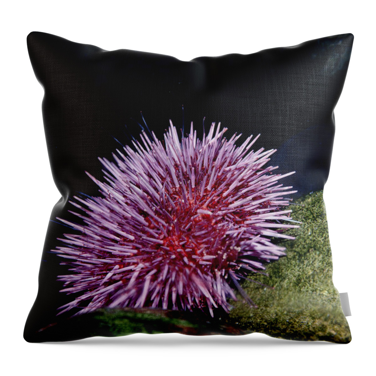 00094981 Throw Pillow featuring the photograph Purple Sea Urchin Feeding California by Flip Nicklin