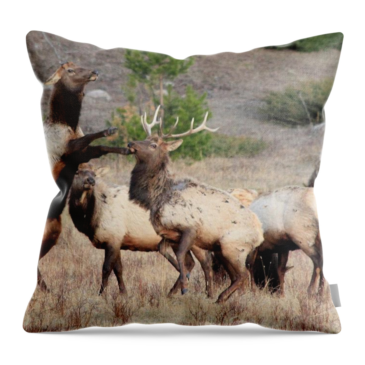 Elk Throw Pillow featuring the photograph Put Up Your Dukes by Shane Bechler