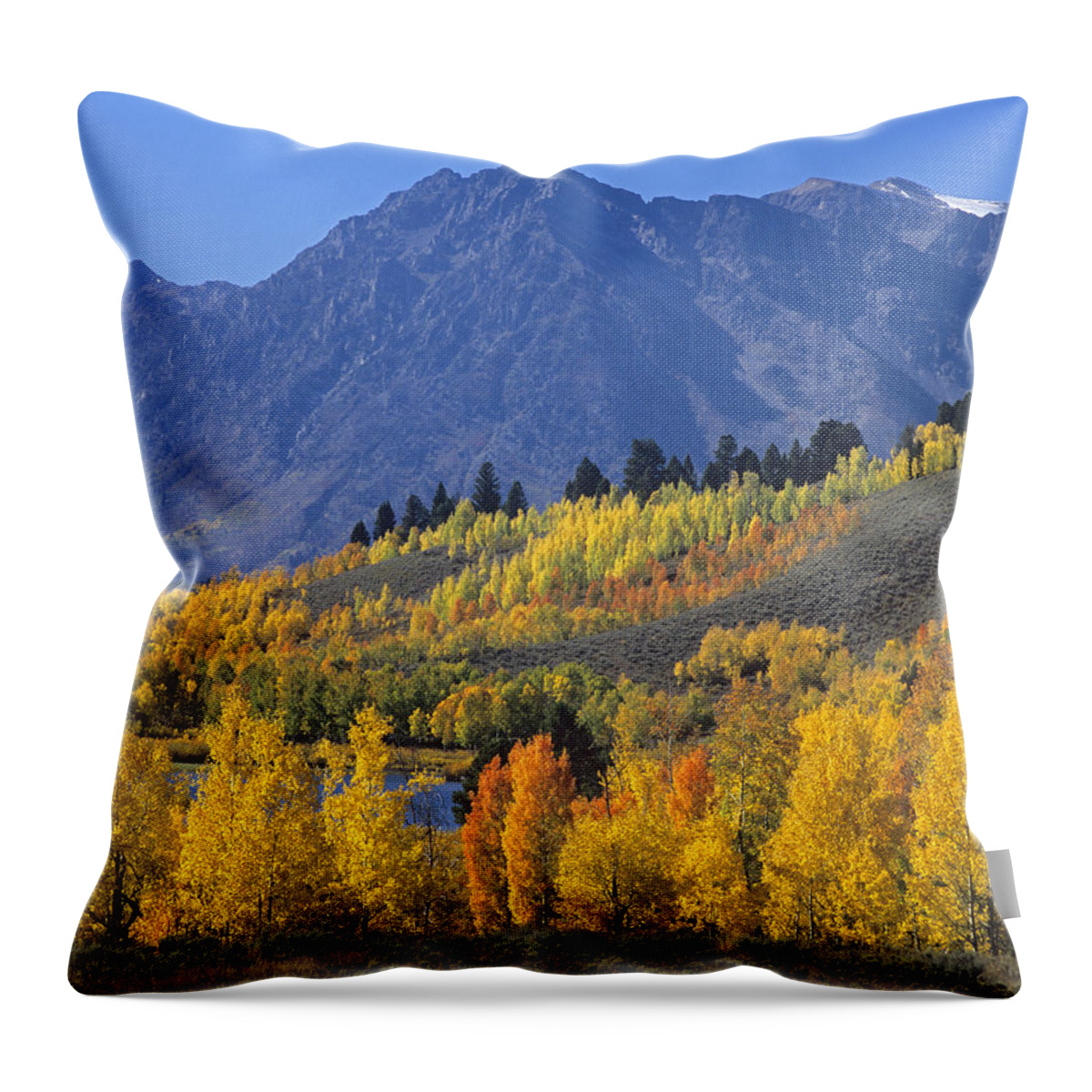 00175916 Throw Pillow featuring the photograph Quaking Aspen Forest In Autumn by Tim Fitzharris