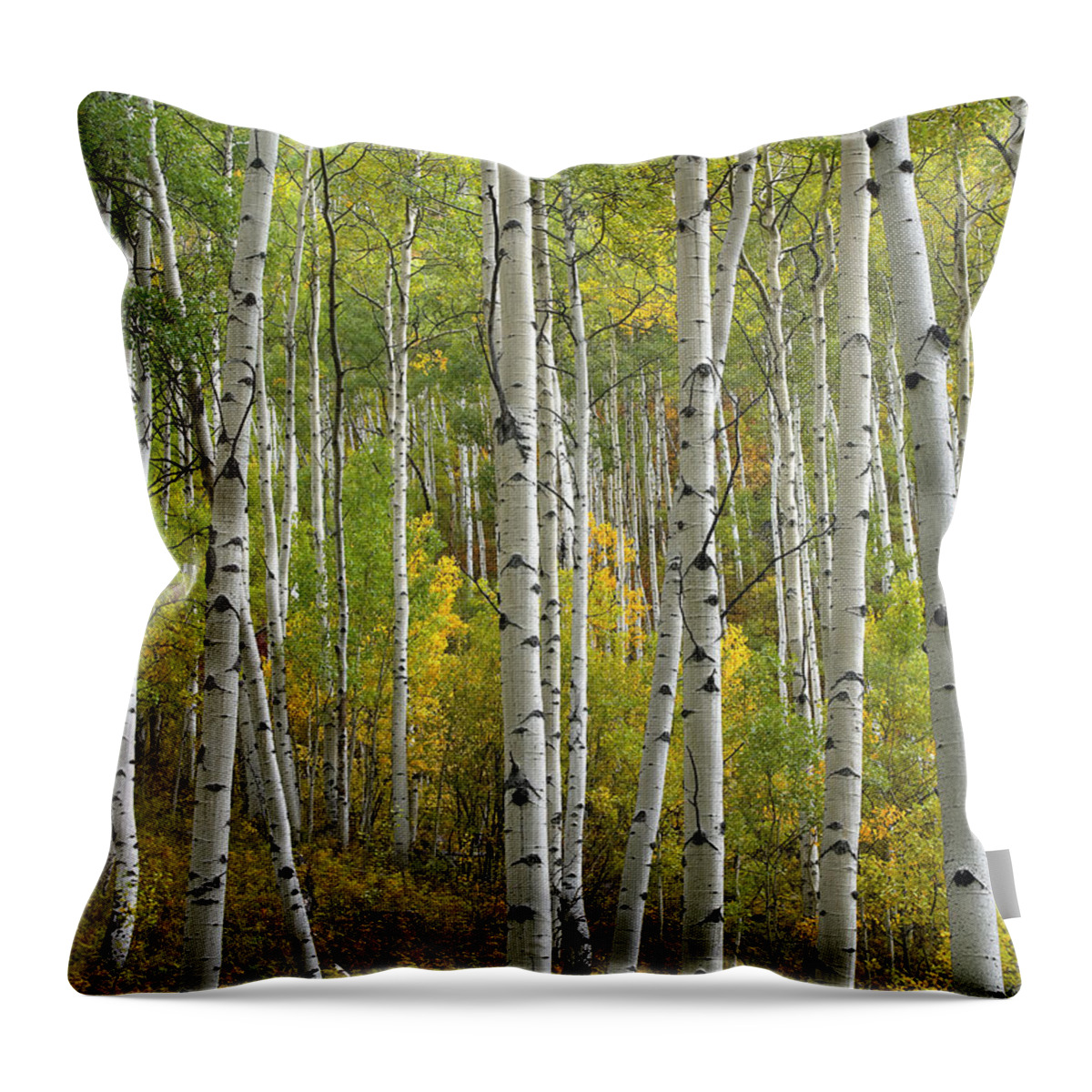 00175145 Throw Pillow featuring the photograph Quaking Aspen Trees In Fall Colorado by Tim Fitzharris