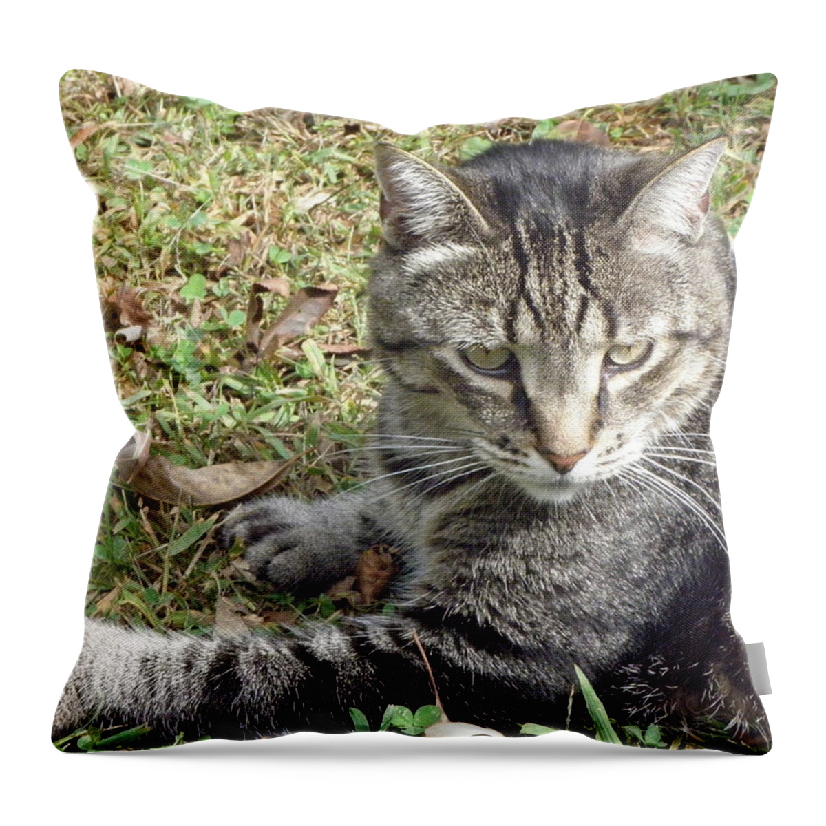 Cat Throw Pillow featuring the photograph Radar Is On by Kim Galluzzo
