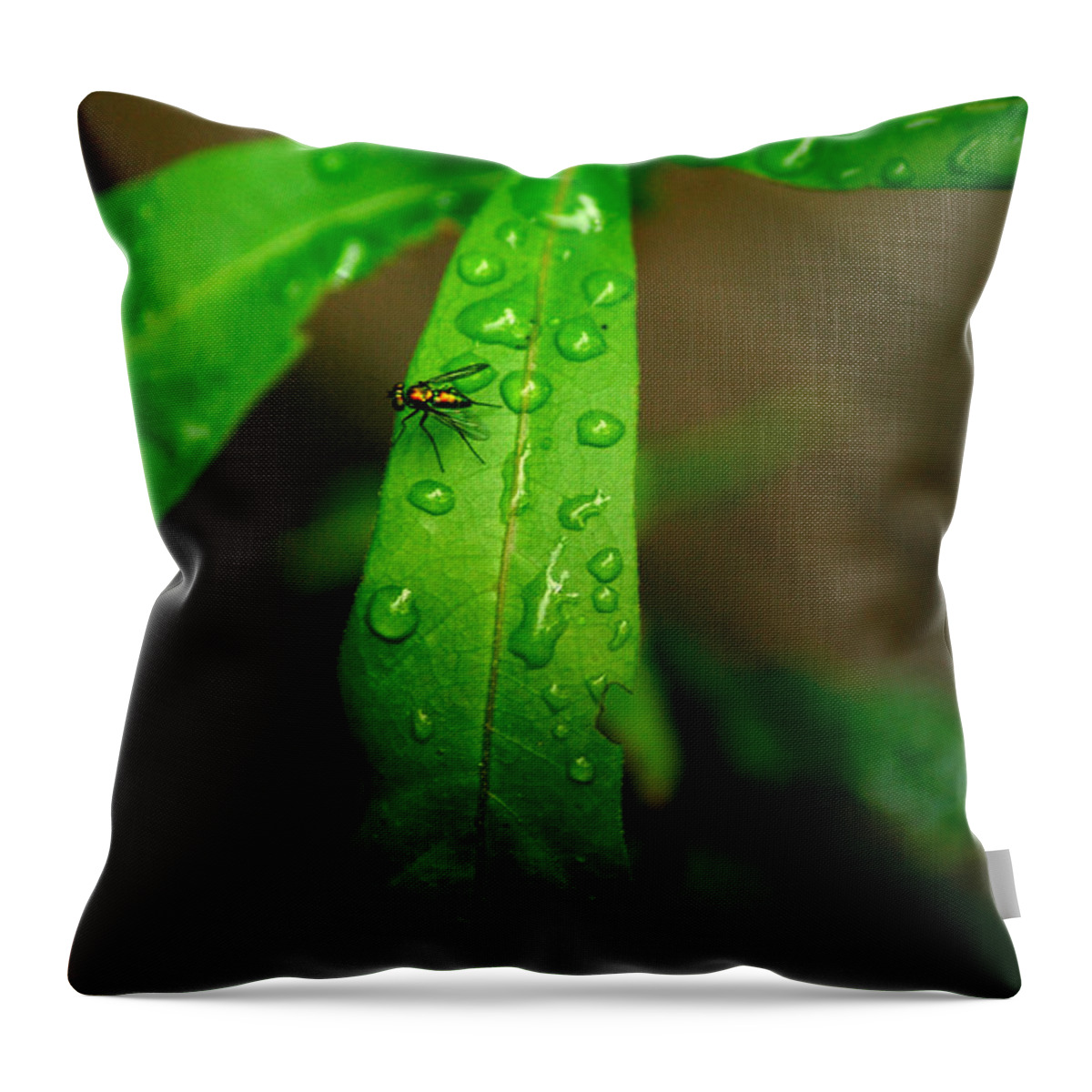 Leaf Throw Pillow featuring the photograph Rain by David Weeks