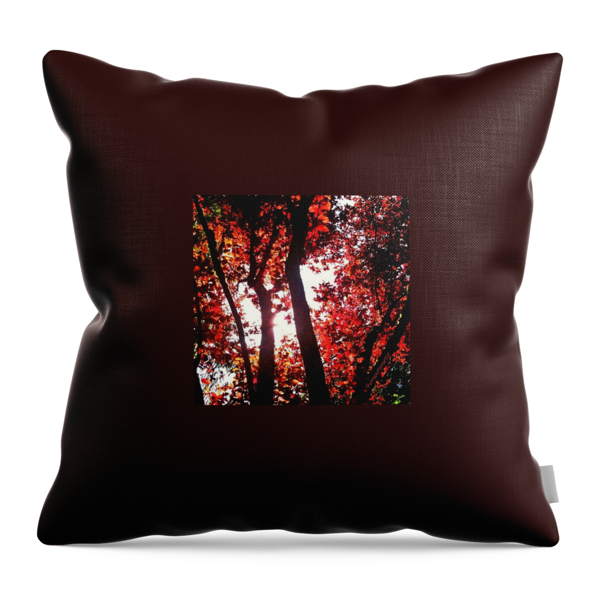 Autumn Throw Pillow featuring the photograph Reaching For Glory - Afternoon Light by Anna Porter