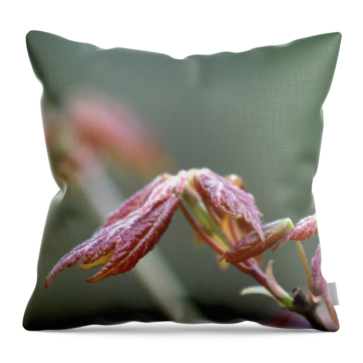 Maple Throw Pillow featuring the photograph Reborn Maple by Judy Hall-Folde