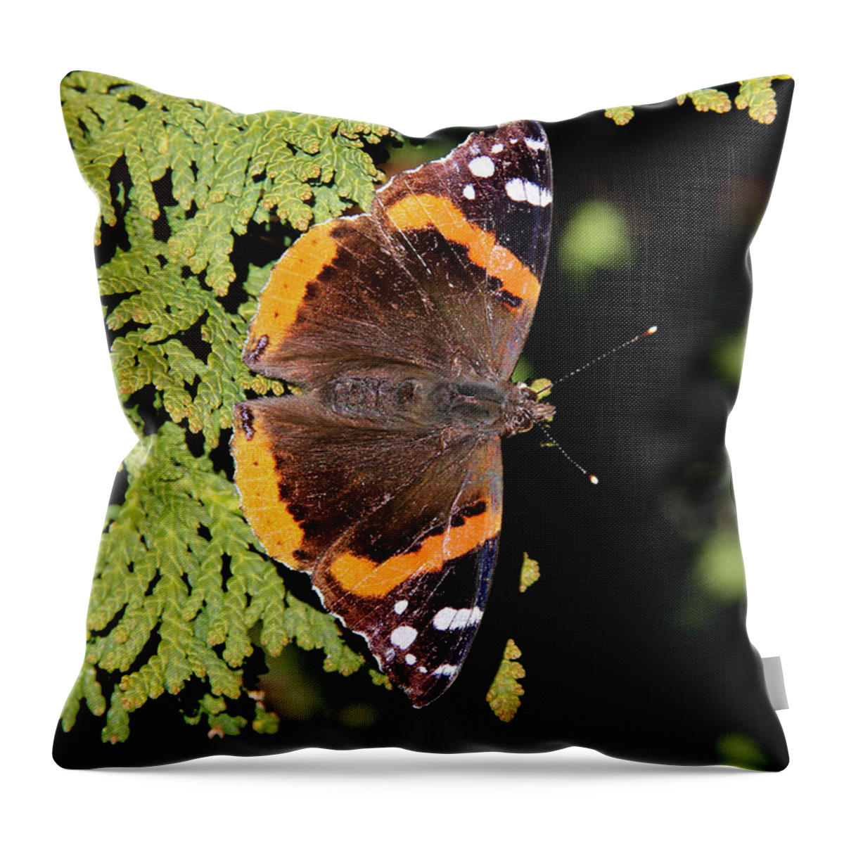 Butterfly Throw Pillow featuring the photograph Red Admiral butterfly by Doris Potter