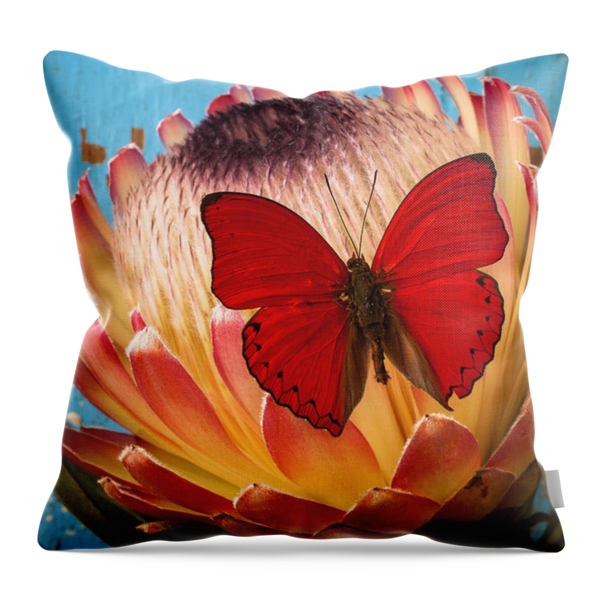 Protea Throw Pillow featuring the photograph Red butterfly on Protea by Garry Gay