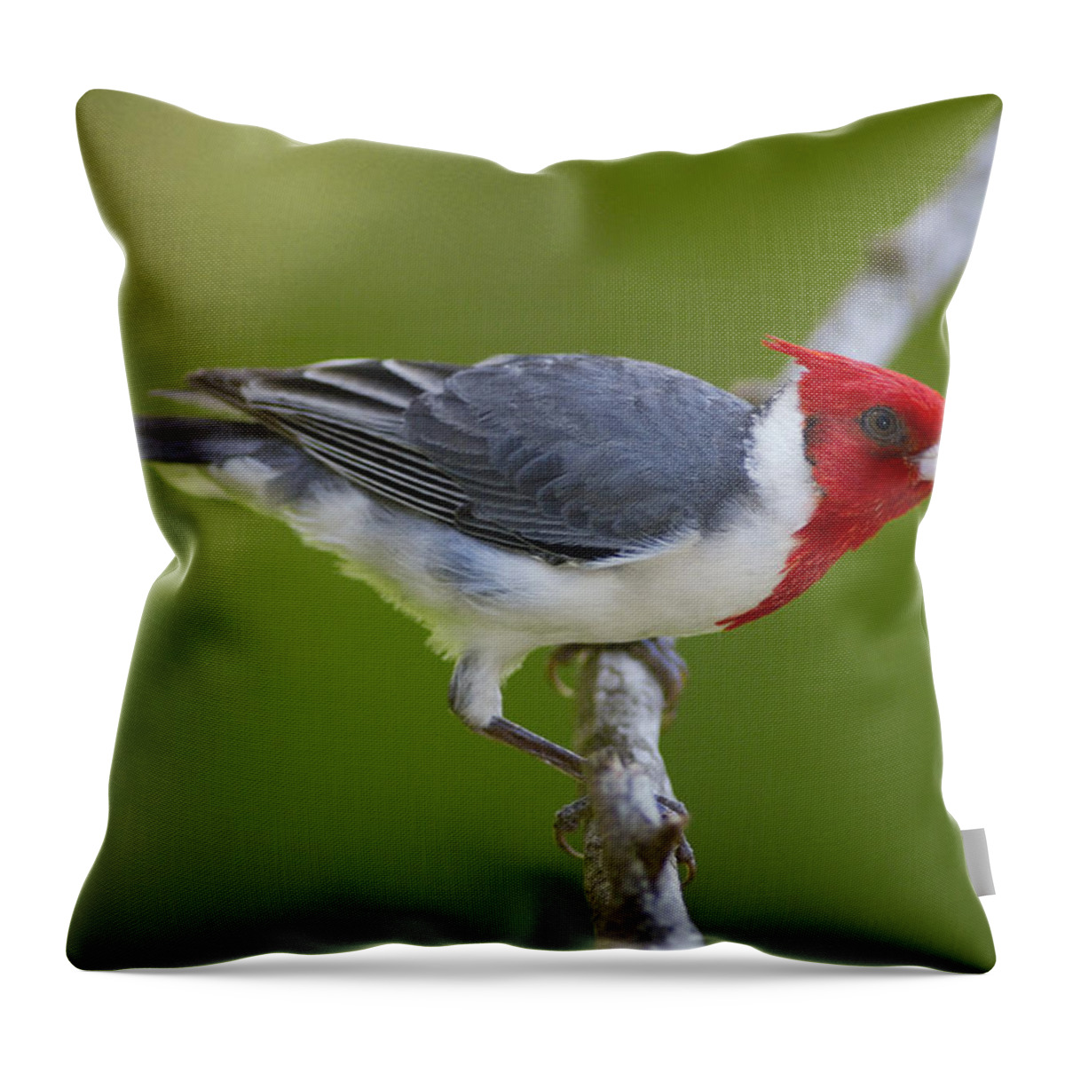 Mp Throw Pillow featuring the photograph Red-crested Cardinal Paroaria Coronata by Pete Oxford