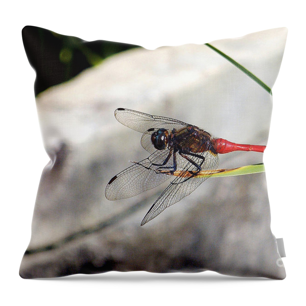 Photography Throw Pillow featuring the photograph Red Dragonfly 2 by Kaye Menner