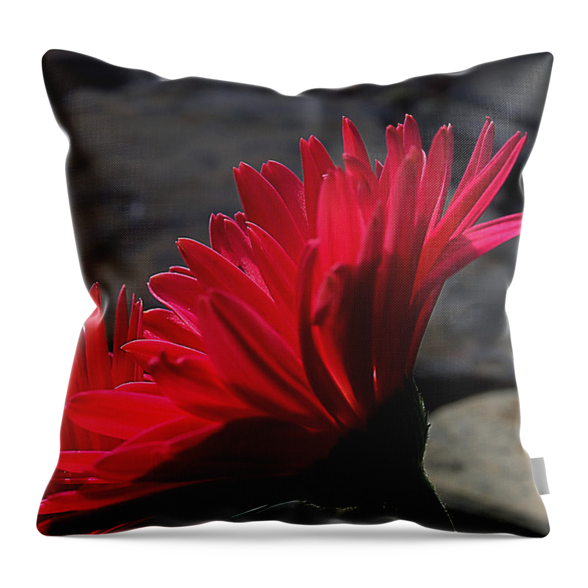 English Daisies Throw Pillow featuring the photograph Red English Daisy by Joe Schofield