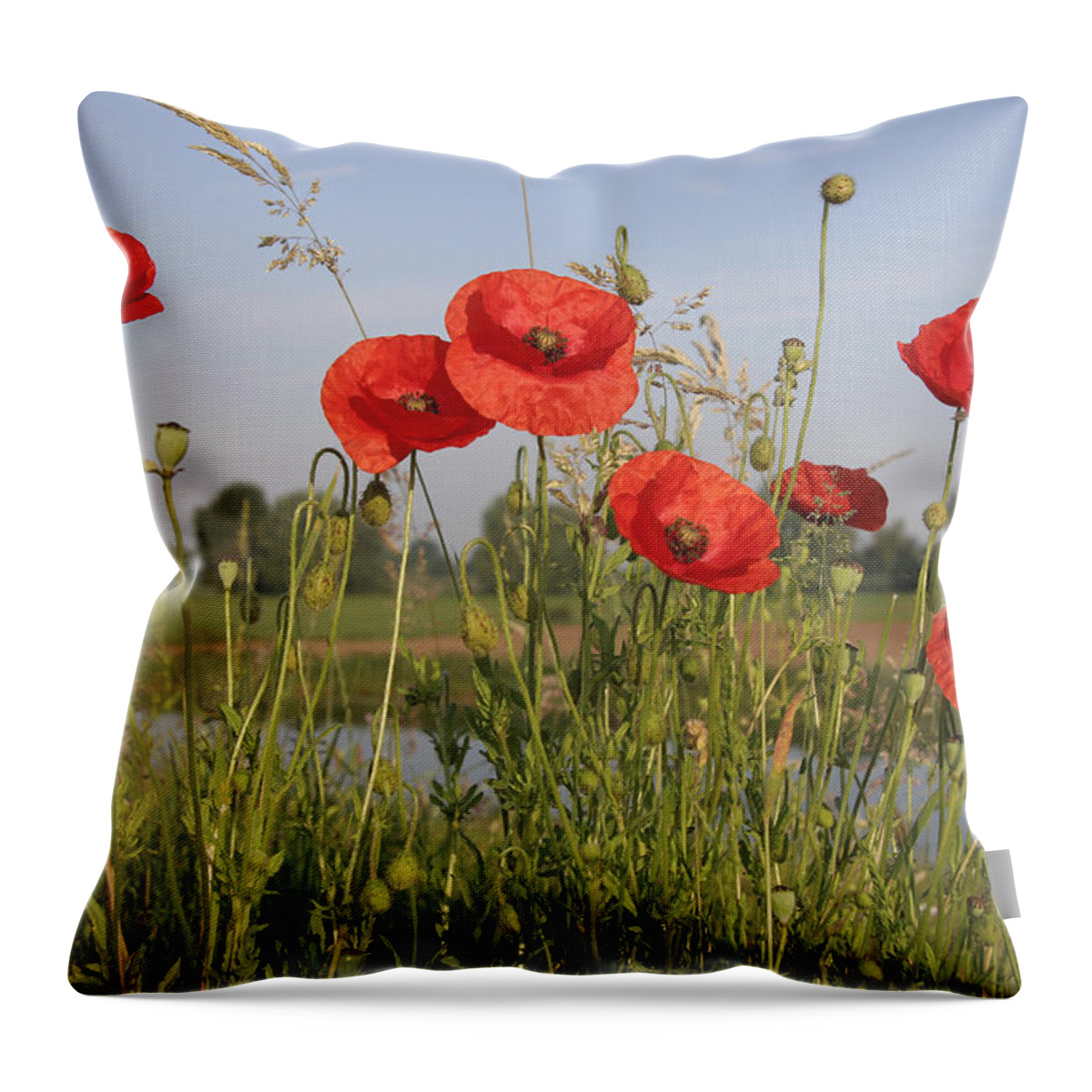 Fn Throw Pillow featuring the photograph Red Poppy Papaver Rhoeas Flowering by Gerard Schouten