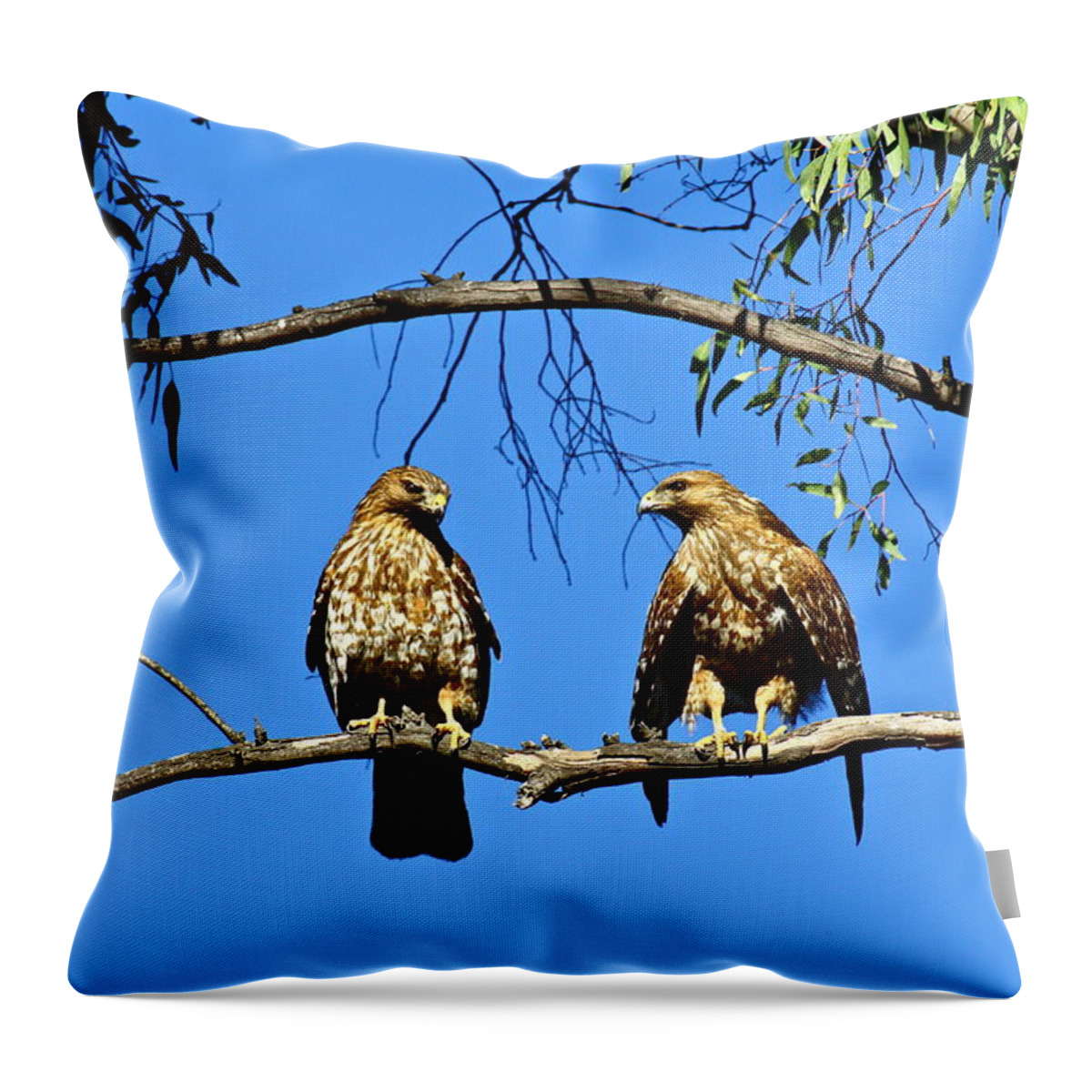 Birds Throw Pillow featuring the photograph Red-Shouldered Hawks by Diana Hatcher