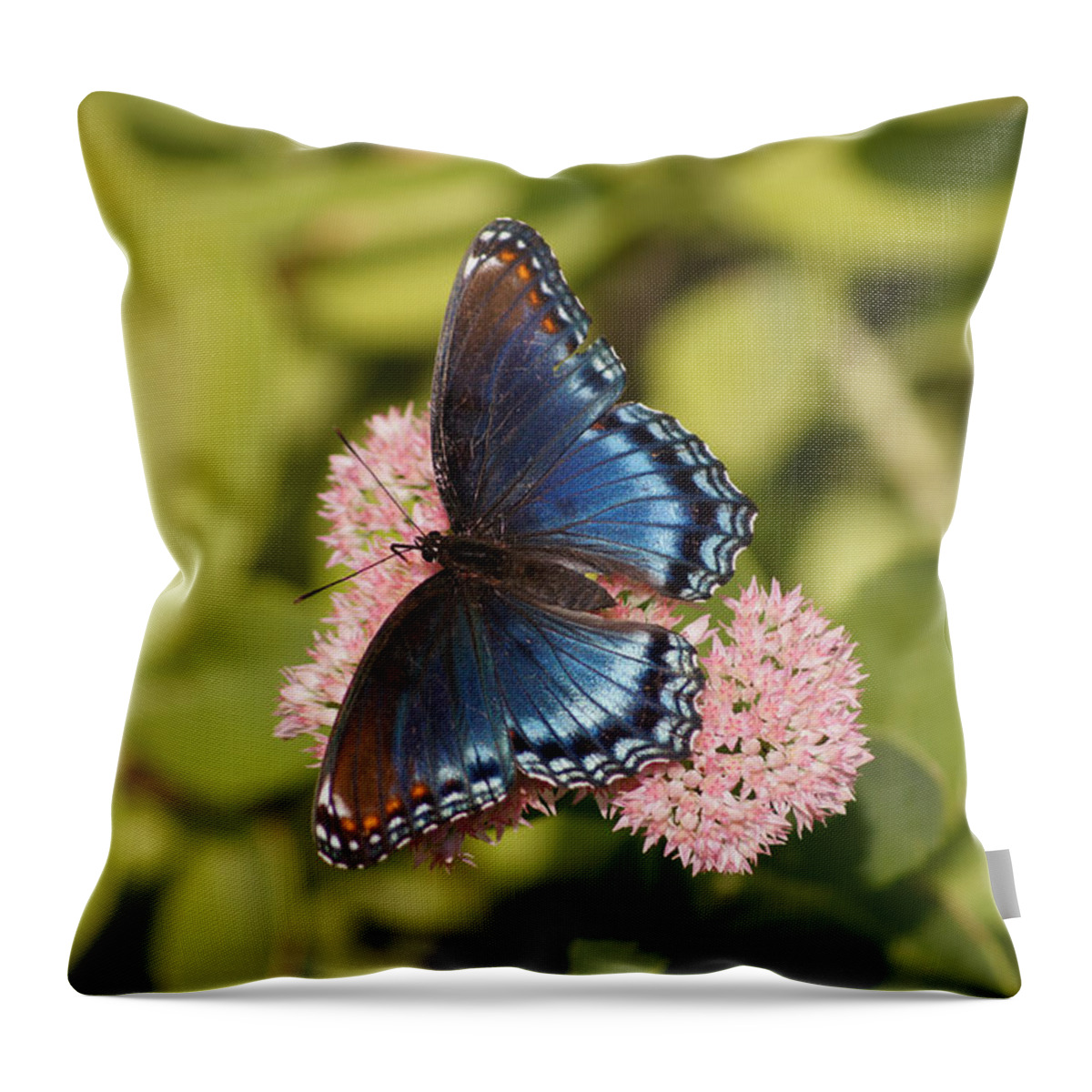 Butterfly Throw Pillow featuring the photograph Red-spotted Purple on Autumn Glory by Robert E Alter Reflections of Infinity LLC