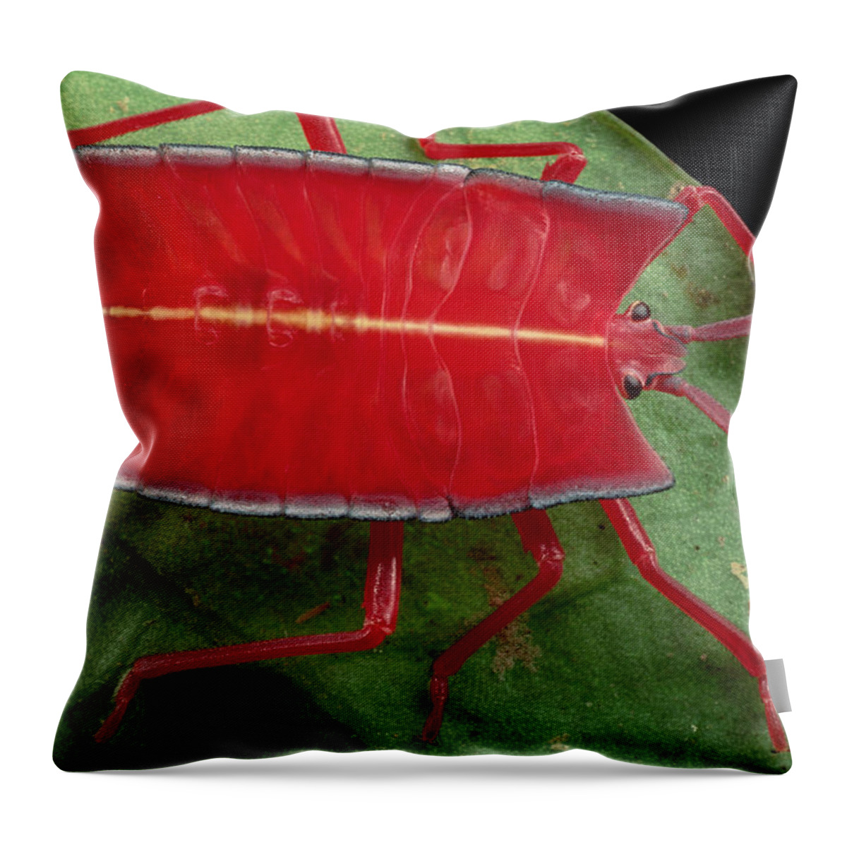 00750412 Throw Pillow featuring the photograph Red Stink Bug Brunei by Mark Moffett