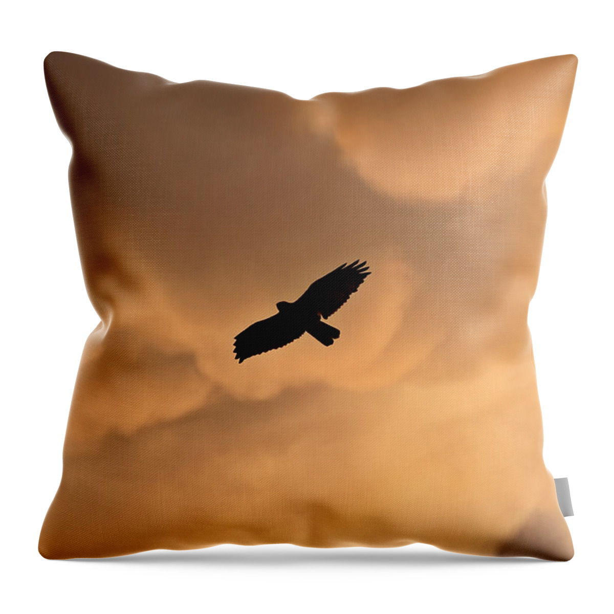 Red-tailed Hawk Throw Pillow featuring the photograph Red-tailed Hawk in flight in Saskatchewan by Mark Duffy