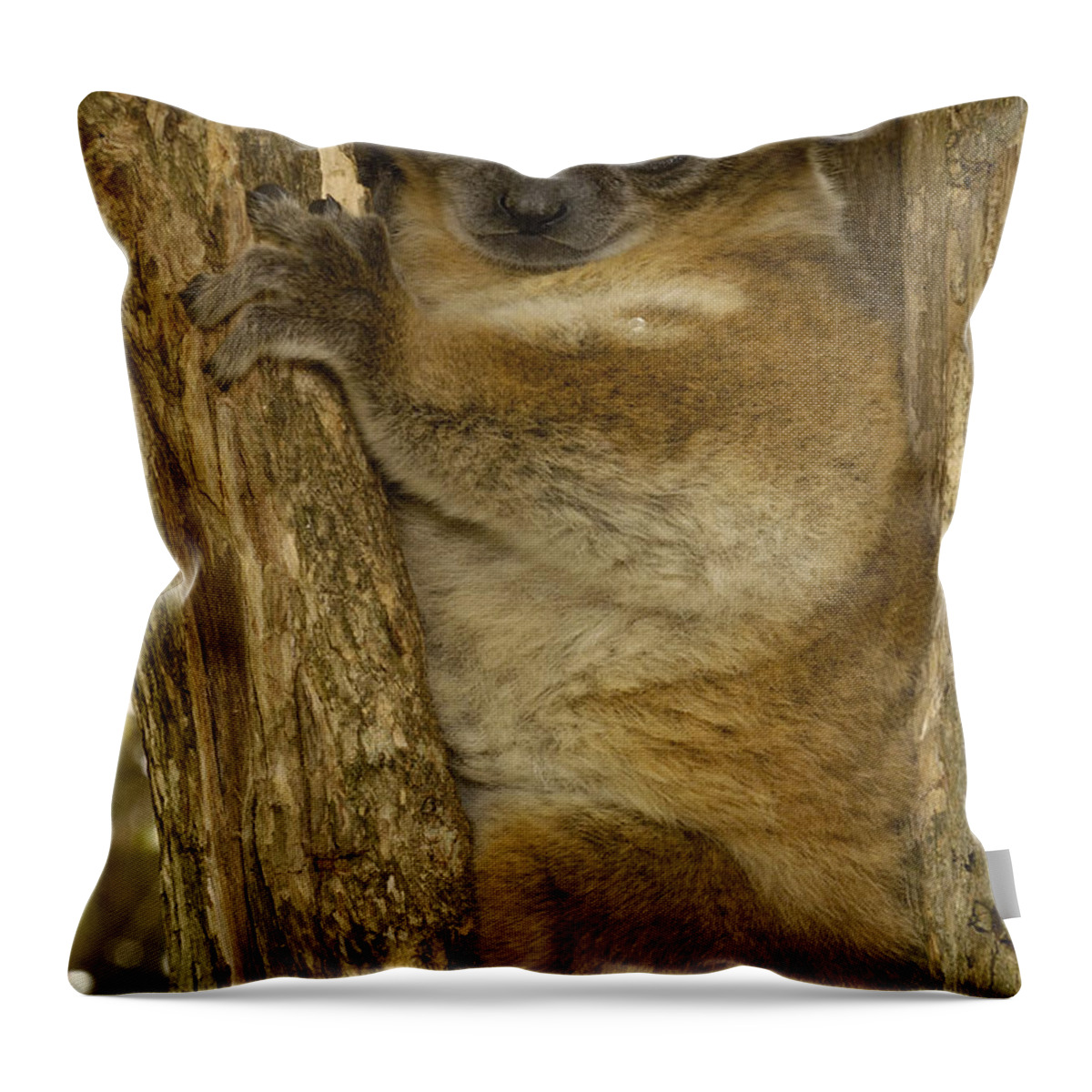 Mp Throw Pillow featuring the photograph Red-tailed Sportive Lemur Lepilemur by Pete Oxford