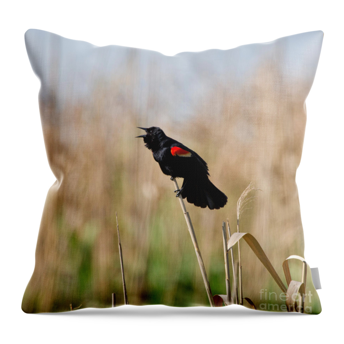 Red Winged Blackbird Throw Pillow featuring the photograph Red-winged Blackbird by Louise Heusinkveld