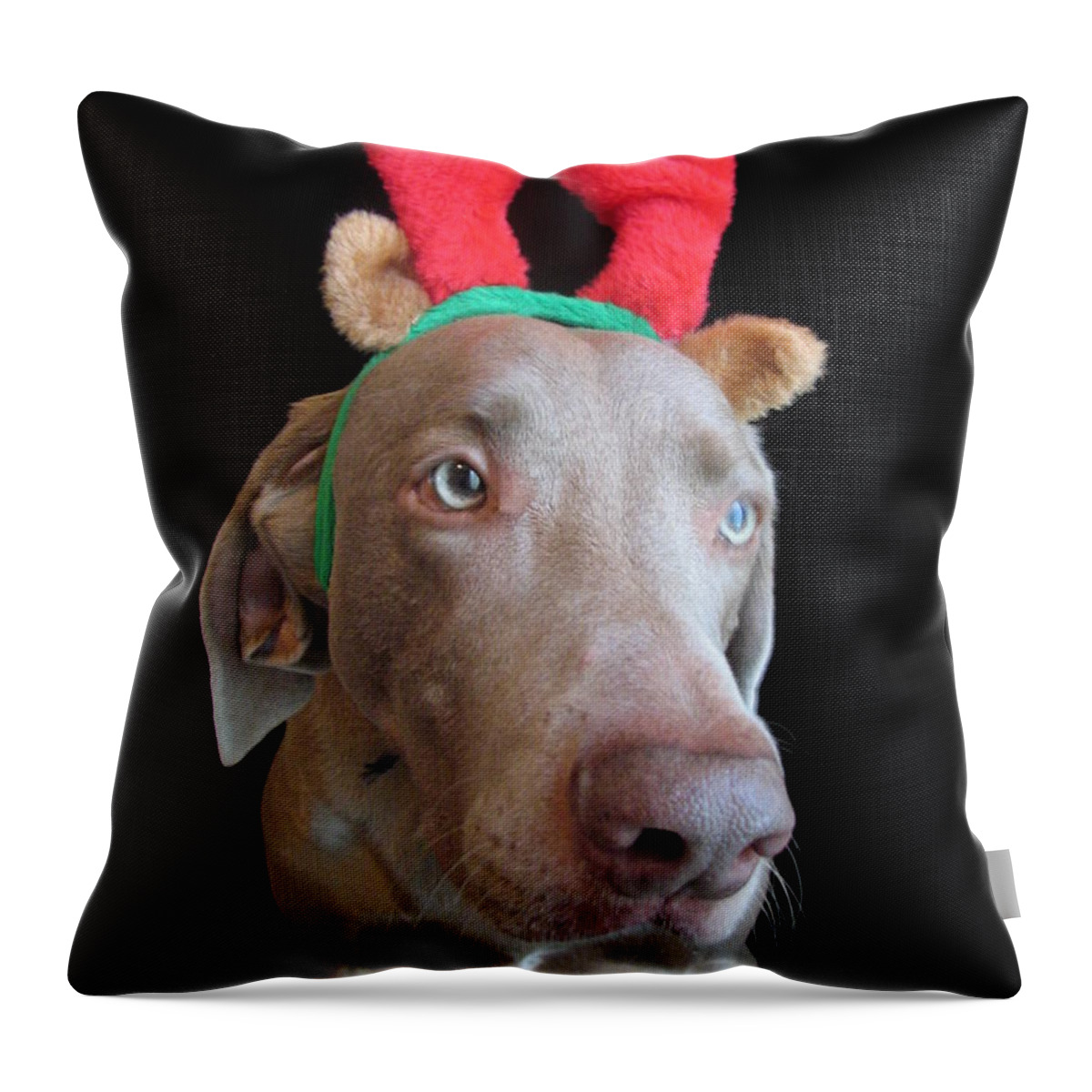 Reindeer Throw Pillow featuring the photograph Reindeer Doggie by Art Dingo